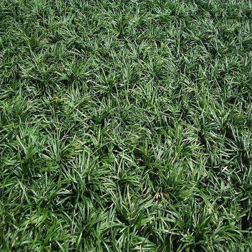 Dwarf Lilyturf, Ophiopogon Jaburan - www.FOP.ae Buy online Best and Healthy Plants and quality products guarantee in Dubai Plants Shop in Dubai Abu Dhabi all over UAE Plants near me Fresh Plants in Dubai where to buy plants in UAE - FOP.ae