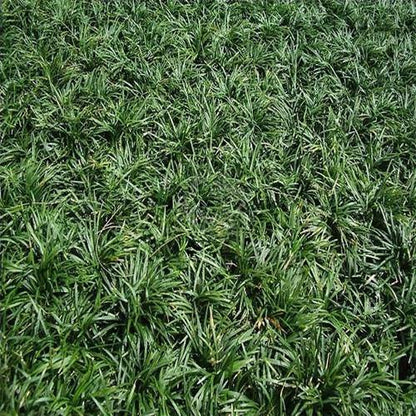 Dwarf Lilyturf, Ophiopogon Jaburan - www.FOP.ae Buy online Best and Healthy Plants and quality products guarantee in Dubai Plants Shop in Dubai Abu Dhabi all over UAE Plants near me Fresh Plants in Dubai where to buy plants in UAE - FOP.ae