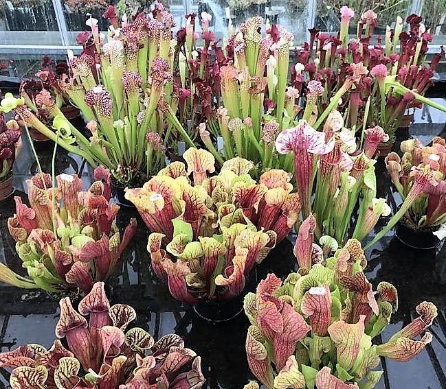 American Pitchers , Sarracenia - www.FOP.ae Buy online Best and Healthy Plants and quality products guarantee in Dubai Plants Shop in Dubai Abu Dhabi all over UAE Plants near me Fresh Plants in Dubai where to buy plants in UAE - FOP.ae