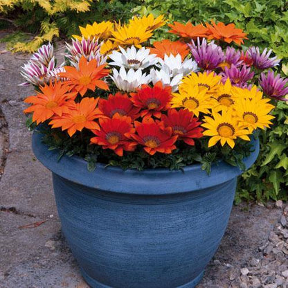 Gazania Flowering Plants - www.FOP.ae Buy online Best and Healthy Plants and quality products guarantee in Dubai Plants Shop in Dubai Abu Dhabi all over UAE Plants near me Fresh Plants in Dubai where to buy plants in UAE - FOP.ae