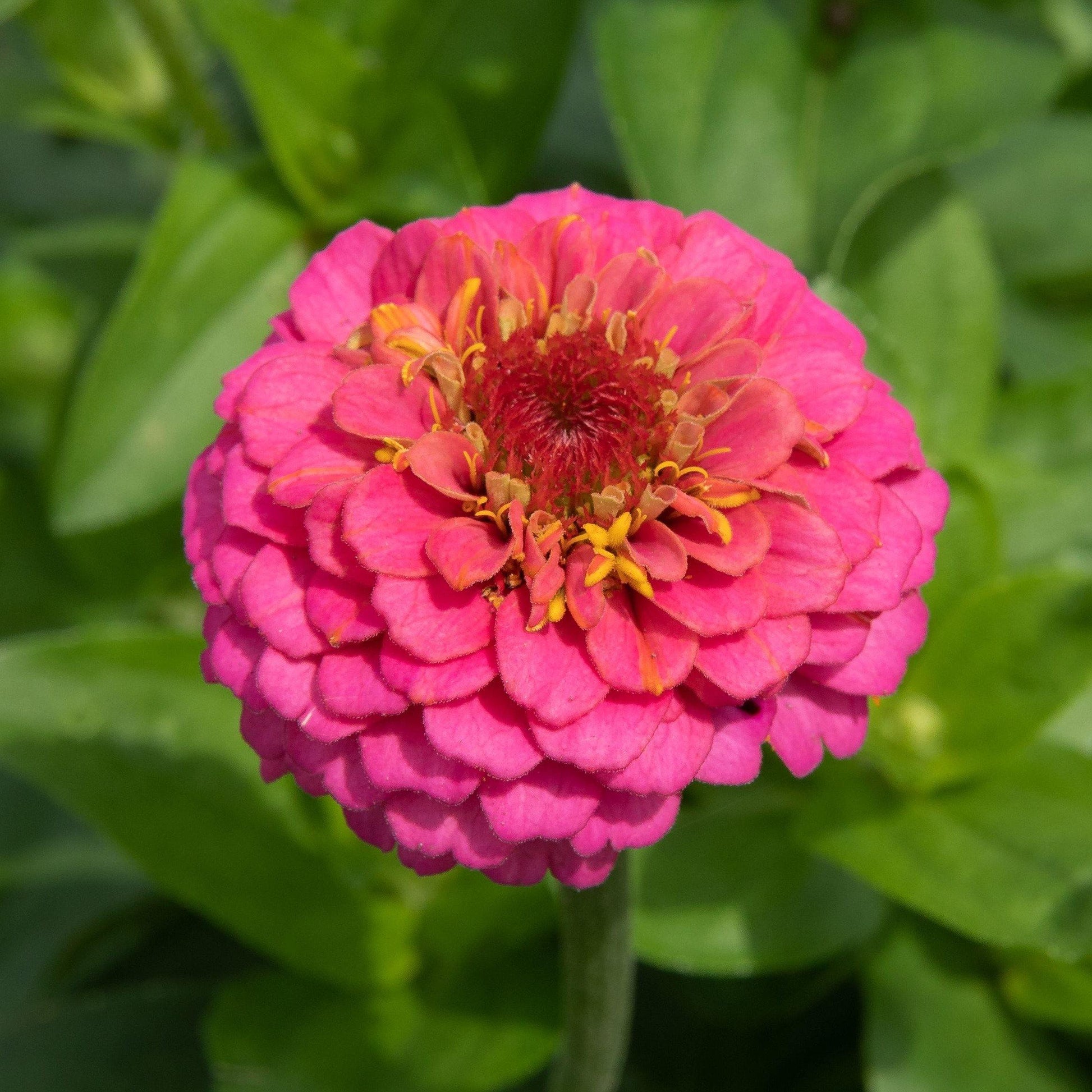 Zinnia Flowers, Zinnia (small) - www.FOP.ae Buy online Best and Healthy Plants and quality products guarantee in Dubai Plants Shop in Dubai Abu Dhabi all over UAE Plants near me Fresh Plants in Dubai where to buy plants in UAE - FOP.ae