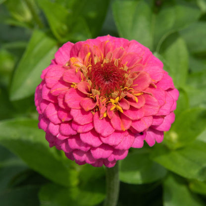 Zinnia Flowers, Zinnia (small) - www.FOP.ae Buy online Best and Healthy Plants and quality products guarantee in Dubai Plants Shop in Dubai Abu Dhabi all over UAE Plants near me Fresh Plants in Dubai where to buy plants in UAE - FOP.ae