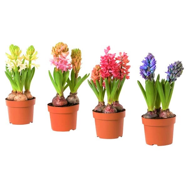 Hyacinth Bulb Fragrance - www.FOP.ae Buy online Best and Healthy Plants and quality products guarantee in Dubai Plants Shop in Dubai Abu Dhabi all over UAE Plants near me Fresh Plants in Dubai where to buy plants in UAE - FOP.ae