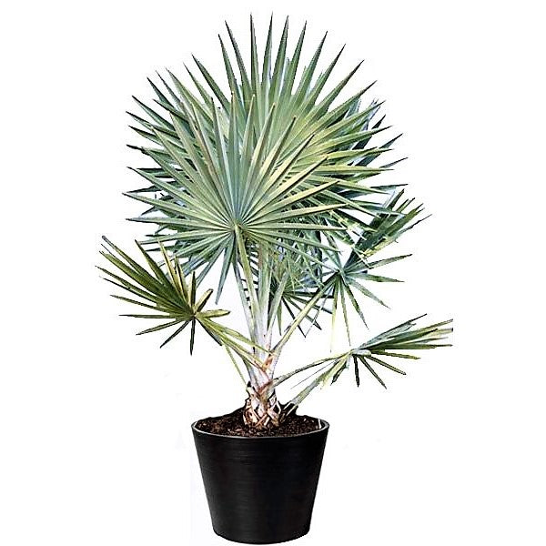 Bismark Palm, Bismarckia Nobilis - www.FOP.ae Buy online Best and Healthy Plants and quality products guarantee in Dubai Plants Shop in Dubai Abu Dhabi all over UAE Plants near me Fresh Plants in Dubai where to buy plants in UAE - FOP.ae
