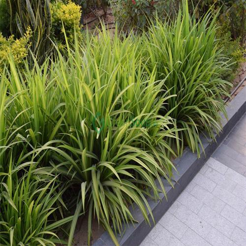 Pandanus Baptistii - www.FOP.ae Buy online Best and Healthy Plants and quality products guarantee in Dubai Plants Shop in Dubai Abu Dhabi all over UAE Plants near me Fresh Plants in Dubai where to buy plants in UAE - FOP.ae