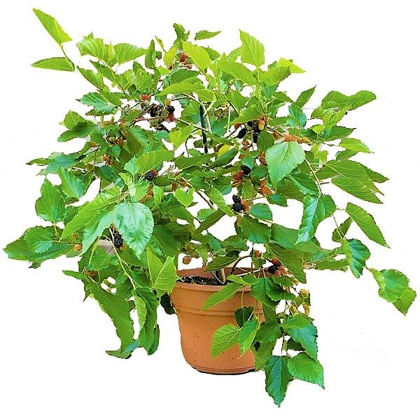 Mulberry Tree, Morus Alba - www.FOP.ae Buy online Best and Healthy Plants and quality products guarantee in Dubai Plants Shop in Dubai Abu Dhabi all over UAE Plants near me Fresh Plants in Dubai where to buy plants in UAE - FOP.ae