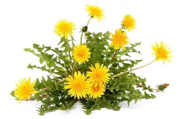 Wedelia Trilobata, Creeping Daisy or Rabbit Paw (small) - www.FOP.ae Buy online Best and Healthy Plants and quality products guarantee in Dubai Plants Shop in Dubai Abu Dhabi all over UAE Plants near me Fresh Plants in Dubai where to buy plants in UAE - FOP.ae