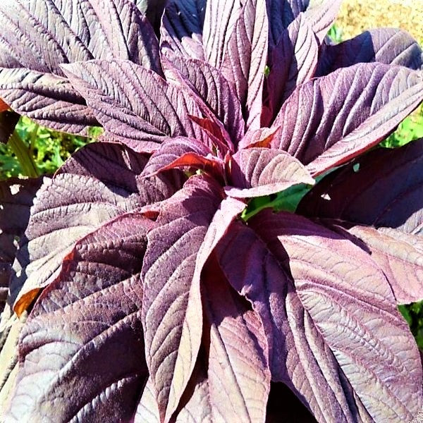 Red Amaranth, Amaranthus Cruentus - www.FOP.ae Buy online Best and Healthy Plants and quality products guarantee in Dubai Plants Shop in Dubai Abu Dhabi all over UAE Plants near me Fresh Plants in Dubai where to buy plants in UAE - FOP.ae