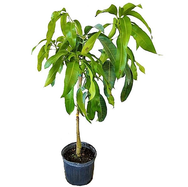 Mangifera indica, Mango Tree - www.FOP.ae Buy online Best and Healthy Plants and quality products guarantee in Dubai Plants Shop in Dubai Abu Dhabi all over UAE Plants near me Fresh Plants in Dubai where to buy plants in UAE - FOP.ae