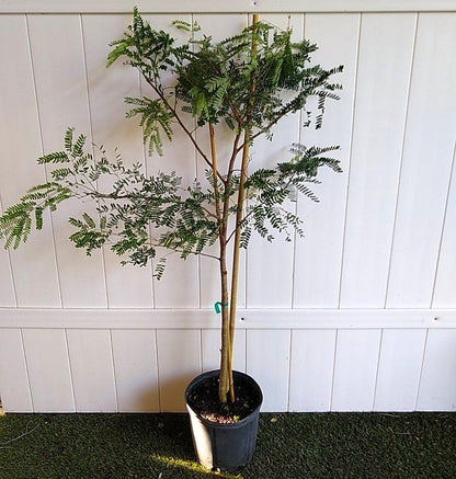 Tamarind Tree, Tamarindus Indica