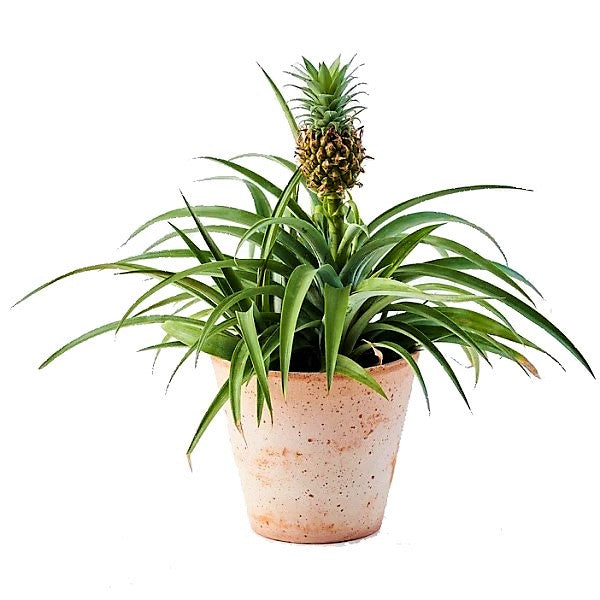 Pineapple, Ananas Comosus - www.FOP.ae Buy online Best and Healthy Plants and quality products guarantee in Dubai Plants Shop in Dubai Abu Dhabi all over UAE Plants near me Fresh Plants in Dubai where to buy plants in UAE - FOP.ae
