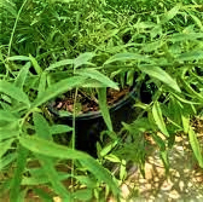 Miswak Plant, Salvadora persica, Toothbrush Tree - www.FOP.ae Buy online Best and Healthy Plants and quality products guarantee in Dubai Plants Shop in Dubai Abu Dhabi all over UAE Plants near me Fresh Plants in Dubai where to buy plants in UAE - FOP.ae