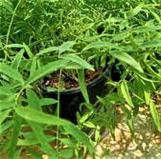Miswak Plant, Salvadora persica, Toothbrush Tree - www.FOP.ae Buy online Best and Healthy Plants and quality products guarantee in Dubai Plants Shop in Dubai Abu Dhabi all over UAE Plants near me Fresh Plants in Dubai where to buy plants in UAE - FOP.ae