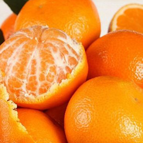 Mandarin Plant - www.FOP.ae Buy online Best and Healthy Plants and quality products guarantee in Dubai Plants Shop in Dubai Abu Dhabi all over UAE Plants near me Fresh Plants in Dubai where to buy plants in UAE - FOP.ae
