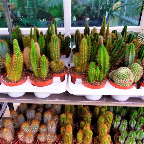 Ornamental Cactus - www.FOP.ae Buy online Best and Healthy Plants and quality products guarantee in Dubai Plants Shop in Dubai Abu Dhabi all over UAE Plants near me Fresh Plants in Dubai where to buy plants in UAE - FOP.ae