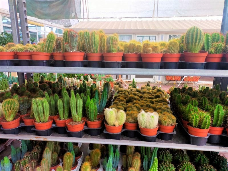 Ornamental Cactus - www.FOP.ae Buy online Best and Healthy Plants and quality products guarantee in Dubai Plants Shop in Dubai Abu Dhabi all over UAE Plants near me Fresh Plants in Dubai where to buy plants in UAE - FOP.ae