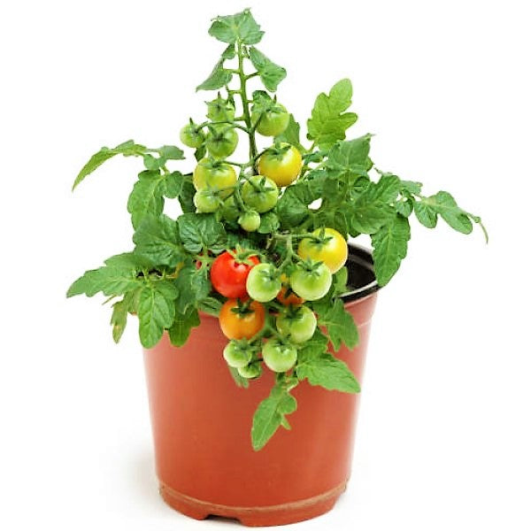 Cherry Tomato Plant - www.FOP.ae Buy online Best and Healthy Plants and quality products guarantee in Dubai Plants Shop in Dubai Abu Dhabi all over UAE Plants near me Fresh Plants in Dubai where to buy plants in UAE - FOP.ae