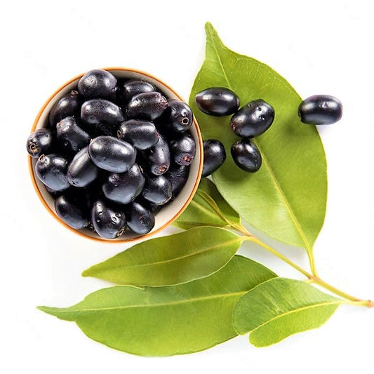Black Plum, Syzygium Cumini, Java Plum, Jamun, Jambolan - www.FOP.ae Buy online Best and Healthy Plants and quality products guarantee in Dubai Plants Shop in Dubai Abu Dhabi all over UAE Plants near me Fresh Plants in Dubai where to buy plants in UAE - FOP.ae
