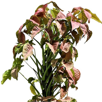 Syngonium Podophyllum, Red Heart - www.FOP.ae Buy online Best and Healthy Plants and quality products guarantee in Dubai Plants Shop in Dubai Abu Dhabi all over UAE Plants near me Fresh Plants in Dubai where to buy plants in UAE - FOP.ae