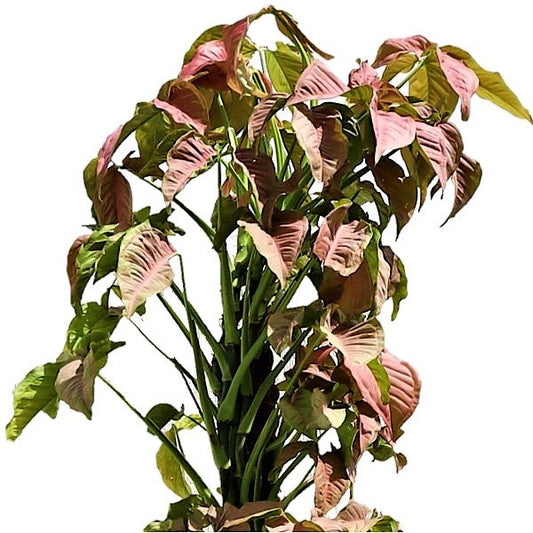 Syngonium Podophyllum, Red Heart - www.FOP.ae Buy online Best and Healthy Plants and quality products guarantee in Dubai Plants Shop in Dubai Abu Dhabi all over UAE Plants near me Fresh Plants in Dubai where to buy plants in UAE - FOP.ae