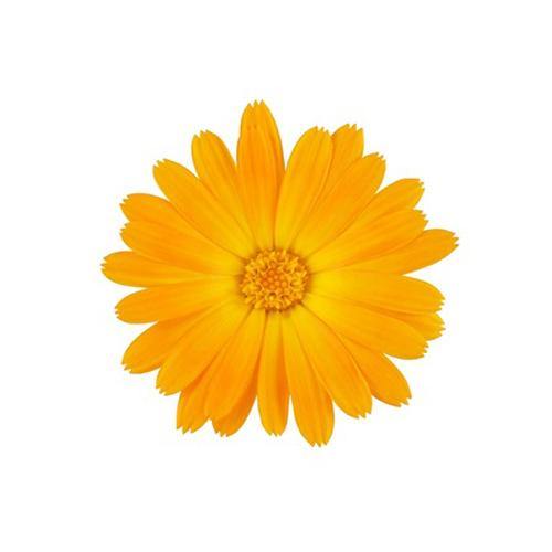 Calendula Officinalis, English Marigold (small) - www.FOP.ae Buy online Best and Healthy Plants and quality products guarantee in Dubai Plants Shop in Dubai Abu Dhabi all over UAE Plants near me Fresh Plants in Dubai where to buy plants in UAE - FOP.ae