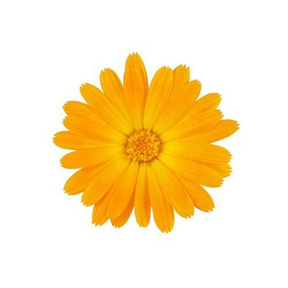 Calendula Officinalis, English Marigold (small) - www.FOP.ae Buy online Best and Healthy Plants and quality products guarantee in Dubai Plants Shop in Dubai Abu Dhabi all over UAE Plants near me Fresh Plants in Dubai where to buy plants in UAE - FOP.ae