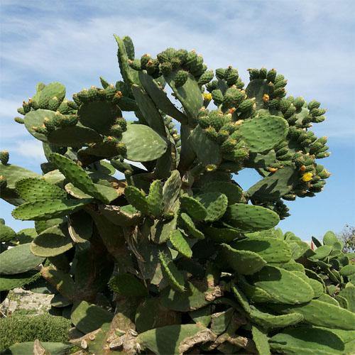 Opuntia Ficus Indica, Barbary Fig, Indian Fig - www.FOP.ae Buy online Best and Healthy Plants and quality products guarantee in Dubai Plants Shop in Dubai Abu Dhabi all over UAE Plants near me Fresh Plants in Dubai where to buy plants in UAE - FOP.ae