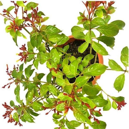 Fire Bush, Hamelia Patens - www.FOP.ae Buy online Best and Healthy Plants and quality products guarantee in Dubai Plants Shop in Dubai Abu Dhabi all over UAE Plants near me Fresh Plants in Dubai where to buy plants in UAE - FOP.ae