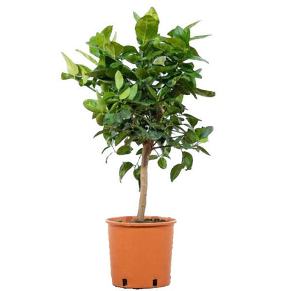 Citrus Aurantifolia, Citrus Omani - www.FOP.ae Buy online Best and Healthy Plants and quality products guarantee in Dubai Plants Shop in Dubai Abu Dhabi all over UAE Plants near me Fresh Plants in Dubai where to buy plants in UAE - FOP.ae