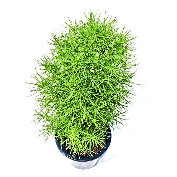 Summer Cypress, Kochia - www.FOP.ae Buy online Best and Healthy Plants and quality products guarantee in Dubai Plants Shop in Dubai Abu Dhabi all over UAE Plants near me Fresh Plants in Dubai where to buy plants in UAE - FOP.ae