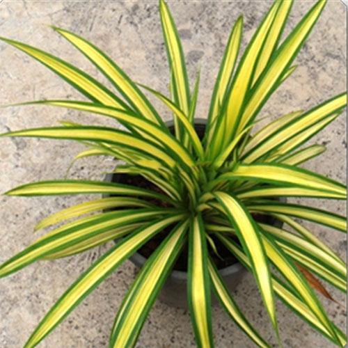 Pandanus Baptistii Variegata - www.FOP.ae Buy online Best and Healthy Plants and quality products guarantee in Dubai Plants Shop in Dubai Abu Dhabi all over UAE Plants near me Fresh Plants in Dubai where to buy plants in UAE - FOP.ae