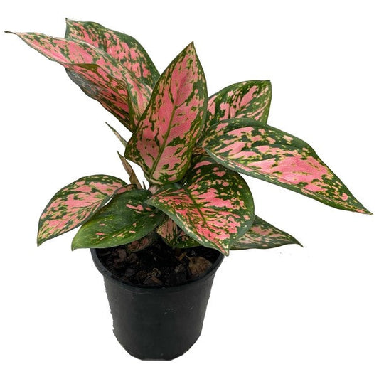  Aglaonema Red Valentine - www.FOP.ae Buy online Best and Healthy Plants and quality products guarantee in Dubai Plants Shop in Dubai Abu Dhabi all over UAE Plants near me Fresh Plants in Dubai where to buy plants in UAE - FOP.ae Agave Attenuata, 