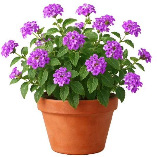 Lantana Montevidensis Purple, Trailing lantana