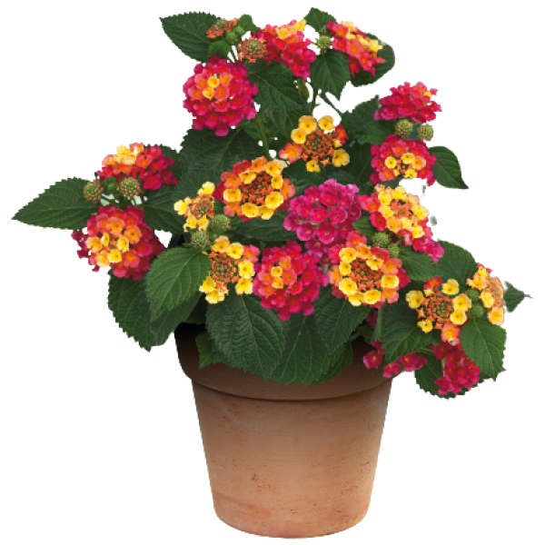 Lantana Camara, Red Sage - www.FOP.ae Buy online Best and Healthy Plants and quality products guarantee in Dubai Plants Shop in Dubai Abu Dhabi all over UAE Plants near me Fresh Plants in Dubai where to buy plants in UAE - FOP.ae