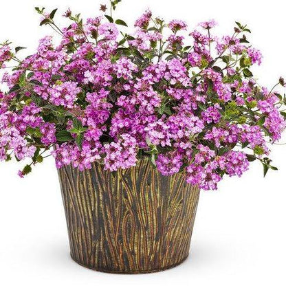 Lantana Montevidensis Purple, Trailing lantana - www.FOP.ae Buy online Best and Healthy Plants and quality products guarantee in Dubai Plants Shop in Dubai Abu Dhabi all over UAE Plants near me Fresh Plants in Dubai where to buy plants in UAE - FOP.ae