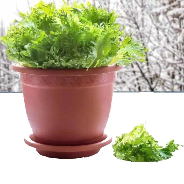 Lettuce, Lactuca Sativa - www.FOP.ae Buy online Best and Healthy Plants and quality products guarantee in Dubai Plants Shop in Dubai Abu Dhabi all over UAE Plants near me Fresh Plants in Dubai where to buy plants in UAE - FOP.ae