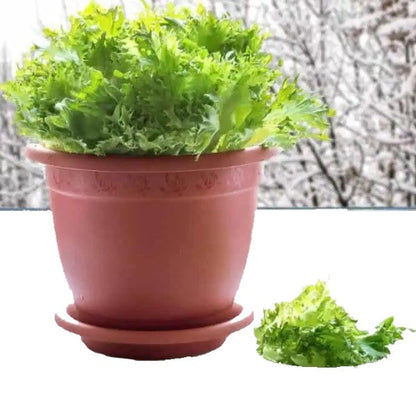 Lettuce, Lactuca Sativa - www.FOP.ae Buy online Best and Healthy Plants and quality products guarantee in Dubai Plants Shop in Dubai Abu Dhabi all over UAE Plants near me Fresh Plants in Dubai where to buy plants in UAE - FOP.ae