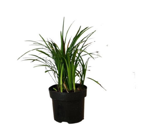 Liriope Muscari, Lilyturf - www.FOP.ae Buy online Best and Healthy Plants and quality products guarantee in Dubai Plants Shop in Dubai Abu Dhabi all over UAE Plants near me Fresh Plants in Dubai where to buy plants in UAE - FOP.ae