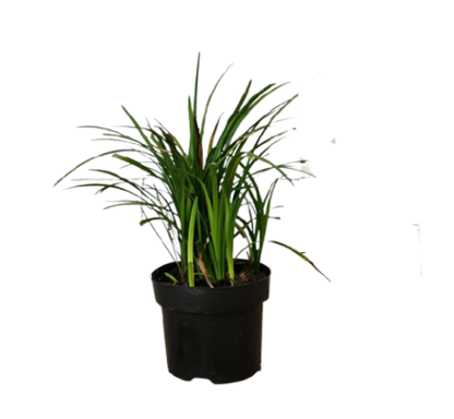 Liriope Muscari, Lilyturf - www.FOP.ae Buy online Best and Healthy Plants and quality products guarantee in Dubai Plants Shop in Dubai Abu Dhabi all over UAE Plants near me Fresh Plants in Dubai where to buy plants in UAE - FOP.ae
