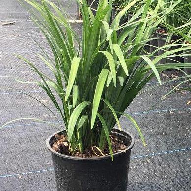 Liriope Muscari, Lilyturf - www.FOP.ae Buy online Best and Healthy Plants and quality products guarantee in Dubai Plants Shop in Dubai Abu Dhabi all over UAE Plants near me Fresh Plants in Dubai where to buy plants in UAE - FOP.ae