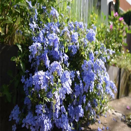 Plumbago Capensis, The Blue Plumbago - www.FOP.ae Buy online Best and Healthy Plants and quality products guarantee in Dubai Plants Shop in Dubai Abu Dhabi all over UAE Plants near me Fresh Plants in Dubai where to buy plants in UAE - FOP.ae