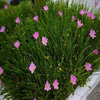 Rain Lily, Zephyr Lily, Zephyranthes Grandiflora, Lilly - www.FOP.ae Buy online Best and Healthy Plants and quality products guarantee in Dubai Plants Shop in Dubai Abu Dhabi all over UAE Plants near me Fresh Plants in Dubai where to buy plants in UAE - FOP.ae