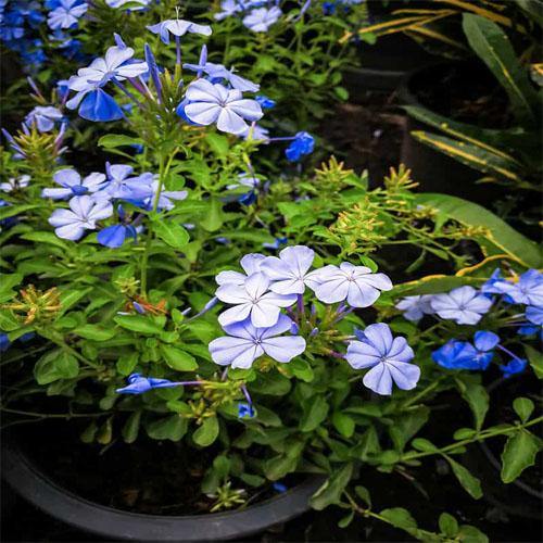 Plumbago Capensis, The Blue Plumbago - www.FOP.ae Buy online Best and Healthy Plants and quality products guarantee in Dubai Plants Shop in Dubai Abu Dhabi all over UAE Plants near me Fresh Plants in Dubai where to buy plants in UAE - FOP.ae