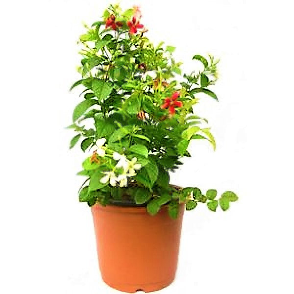 Clerodendrum Thomsoniae, Pink Bleeding Heart Vine - www.FOP.ae Buy online Best and Healthy Plants and quality products guarantee in Dubai Plants Shop in Dubai Abu Dhabi all over UAE Plants near me Fresh Plants in Dubai where to buy plants in UAE - FOP.ae
