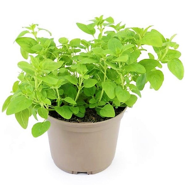Sweet Marjoram - www.FOP.ae Buy online Best and Healthy Plants and quality products guarantee in Dubai Plants Shop in Dubai Abu Dhabi all over UAE Plants near me Fresh Plants in Dubai where to buy plants in UAE - FOP.ae