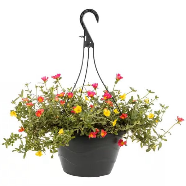 Rose Moss, Portulaca Grandiflora - www.FOP.ae Buy online Best and Healthy Plants and quality products guarantee in Dubai Plants Shop in Dubai Abu Dhabi all over UAE Plants near me Fresh Plants in Dubai where to buy plants in UAE - FOP.ae
