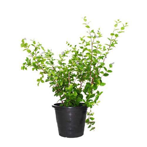 Wrightia Milky Way - www.FOP.ae Buy online Best and Healthy Plants and quality products guarantee in Dubai Plants Shop in Dubai Abu Dhabi all over UAE Plants near me Fresh Plants in Dubai where to buy plants in UAE - FOP.ae