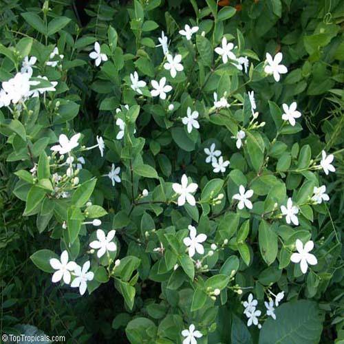 Wrightia Milky Way - www.FOP.ae Buy online Best and Healthy Plants and quality products guarantee in Dubai Plants Shop in Dubai Abu Dhabi all over UAE Plants near me Fresh Plants in Dubai where to buy plants in UAE - FOP.ae