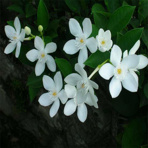 Wrightia Milky Way - www.FOP.ae Buy online Best and Healthy Plants and quality products guarantee in Dubai Plants Shop in Dubai Abu Dhabi all over UAE Plants near me Fresh Plants in Dubai where to buy plants in UAE - FOP.ae