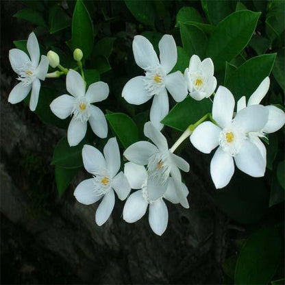 Wrightia Milky Way - www.FOP.ae Buy online Best and Healthy Plants and quality products guarantee in Dubai Plants Shop in Dubai Abu Dhabi all over UAE Plants near me Fresh Plants in Dubai where to buy plants in UAE - FOP.ae
